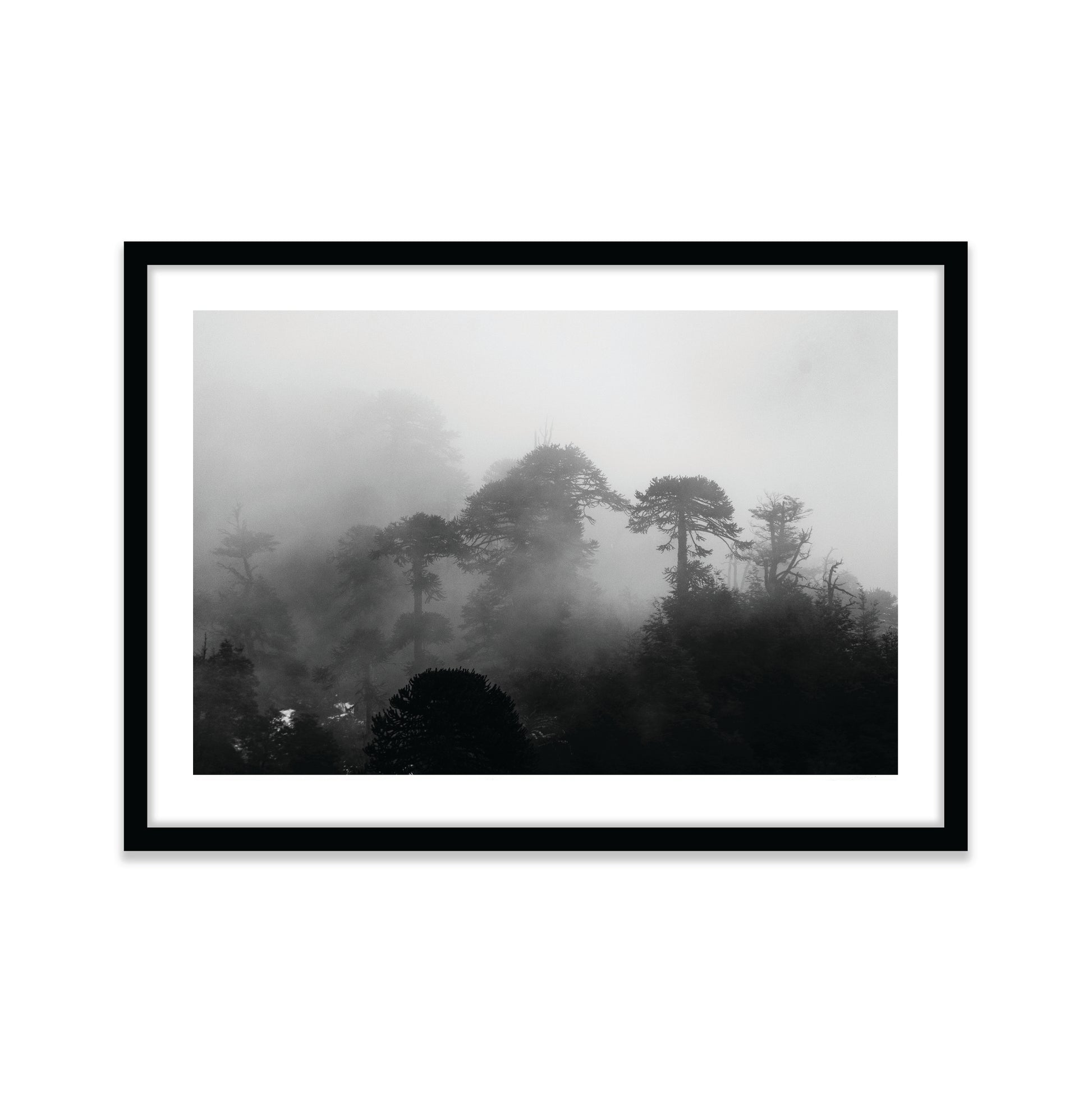 Araucarias Entre Niebla