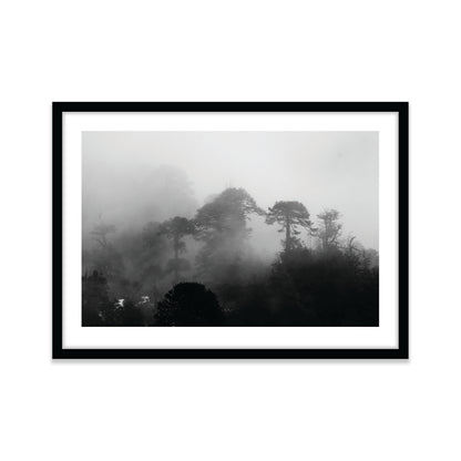 Araucarias Entre Niebla