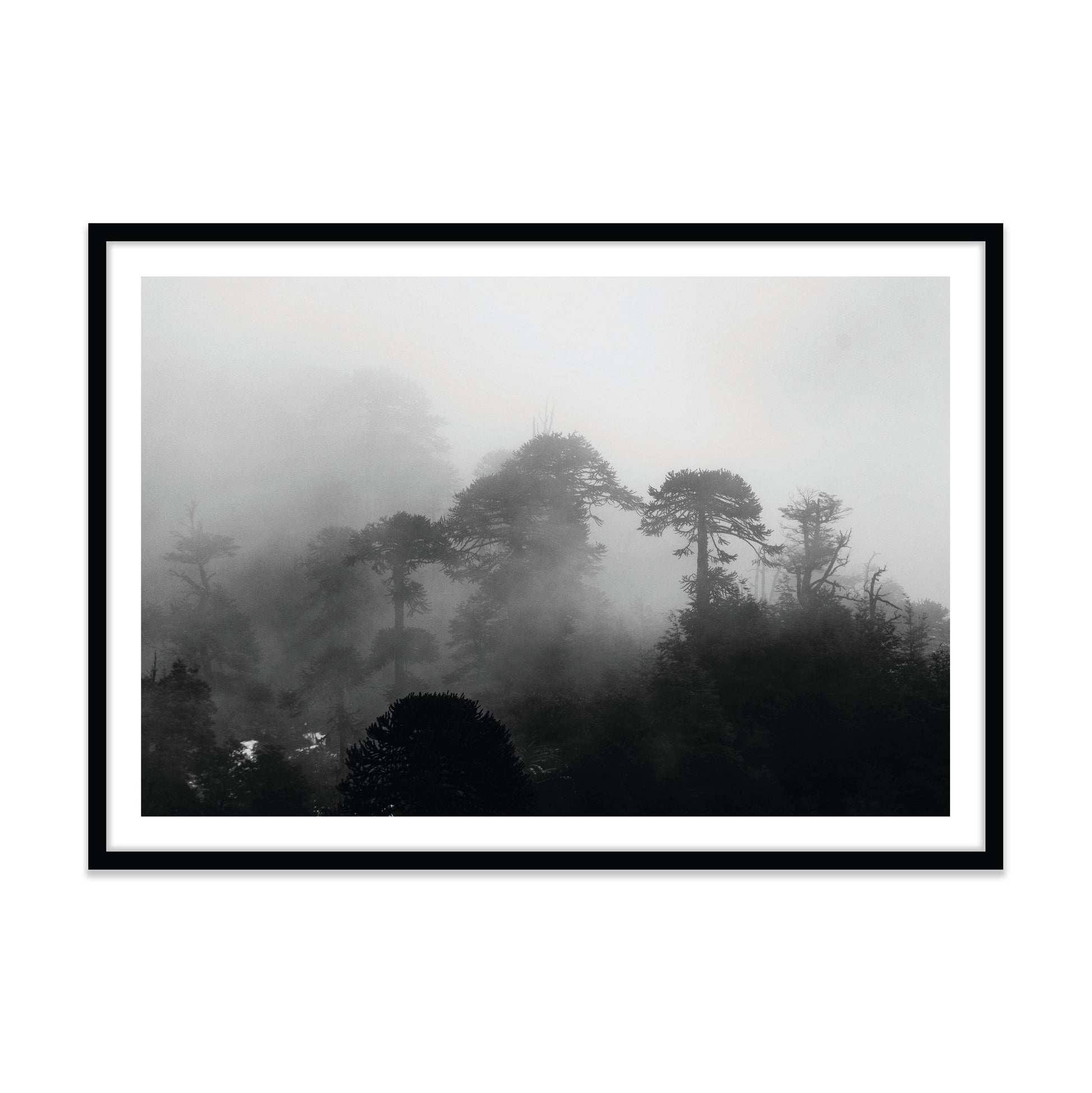Araucarias Entre Niebla