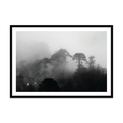 Araucarias Entre Niebla