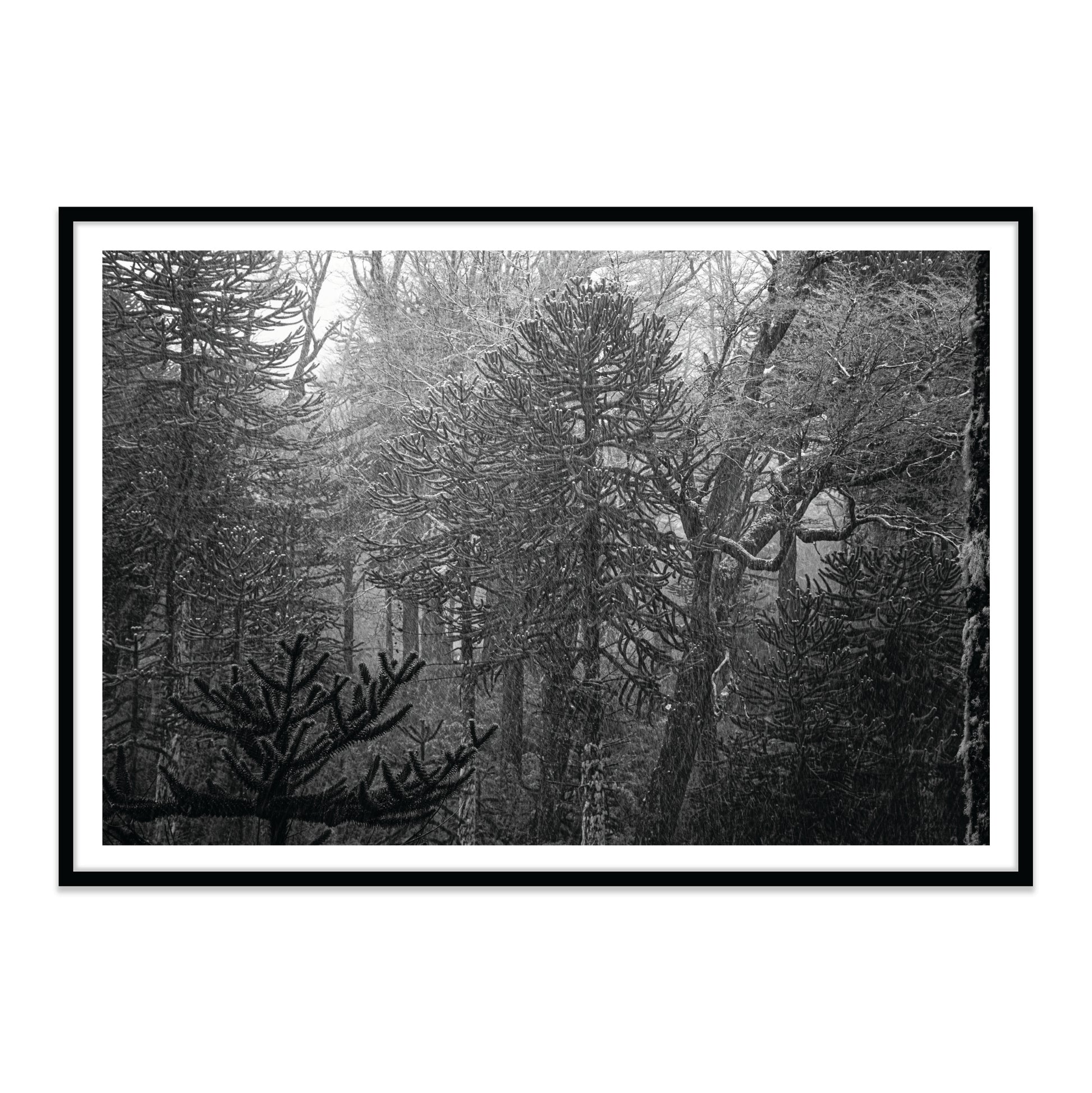 Bosque Araucano