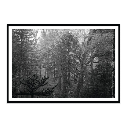 Bosque Araucano