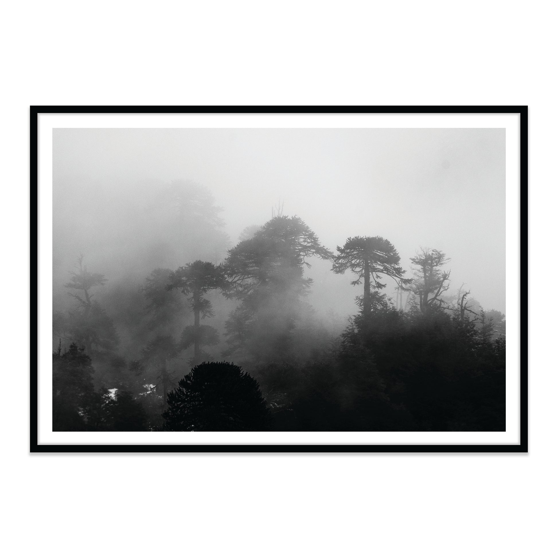 Araucarias Entre Niebla