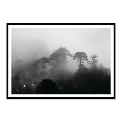 Araucarias Entre Niebla