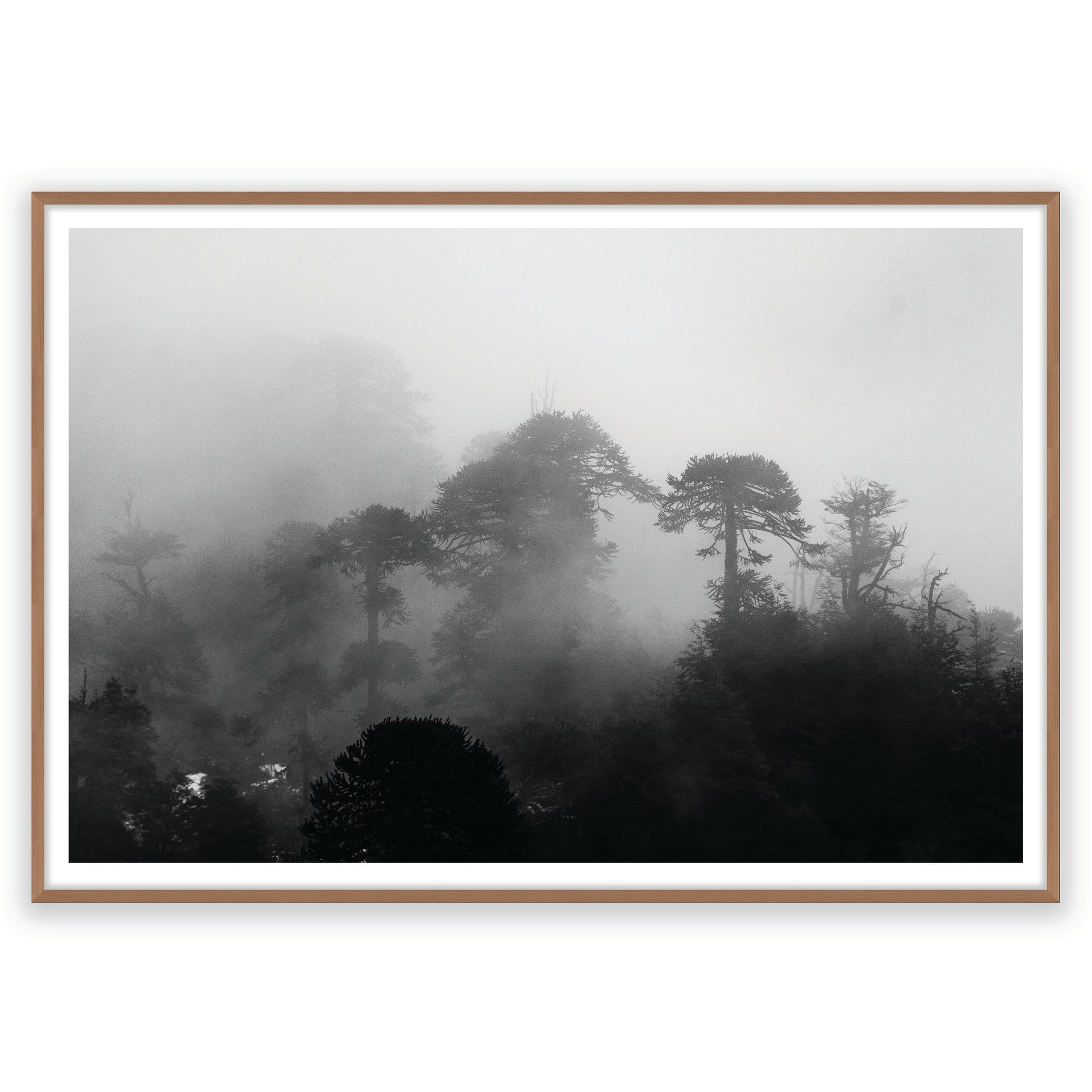 Araucarias Entre Niebla