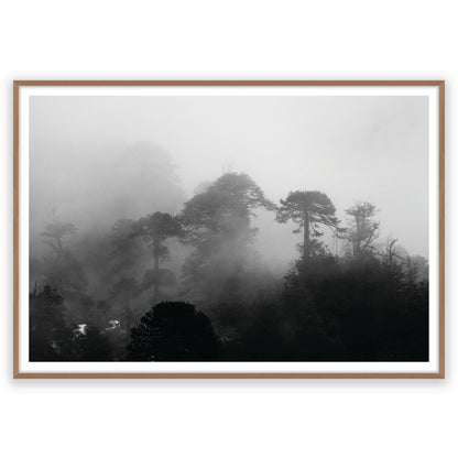 Araucarias Entre Niebla