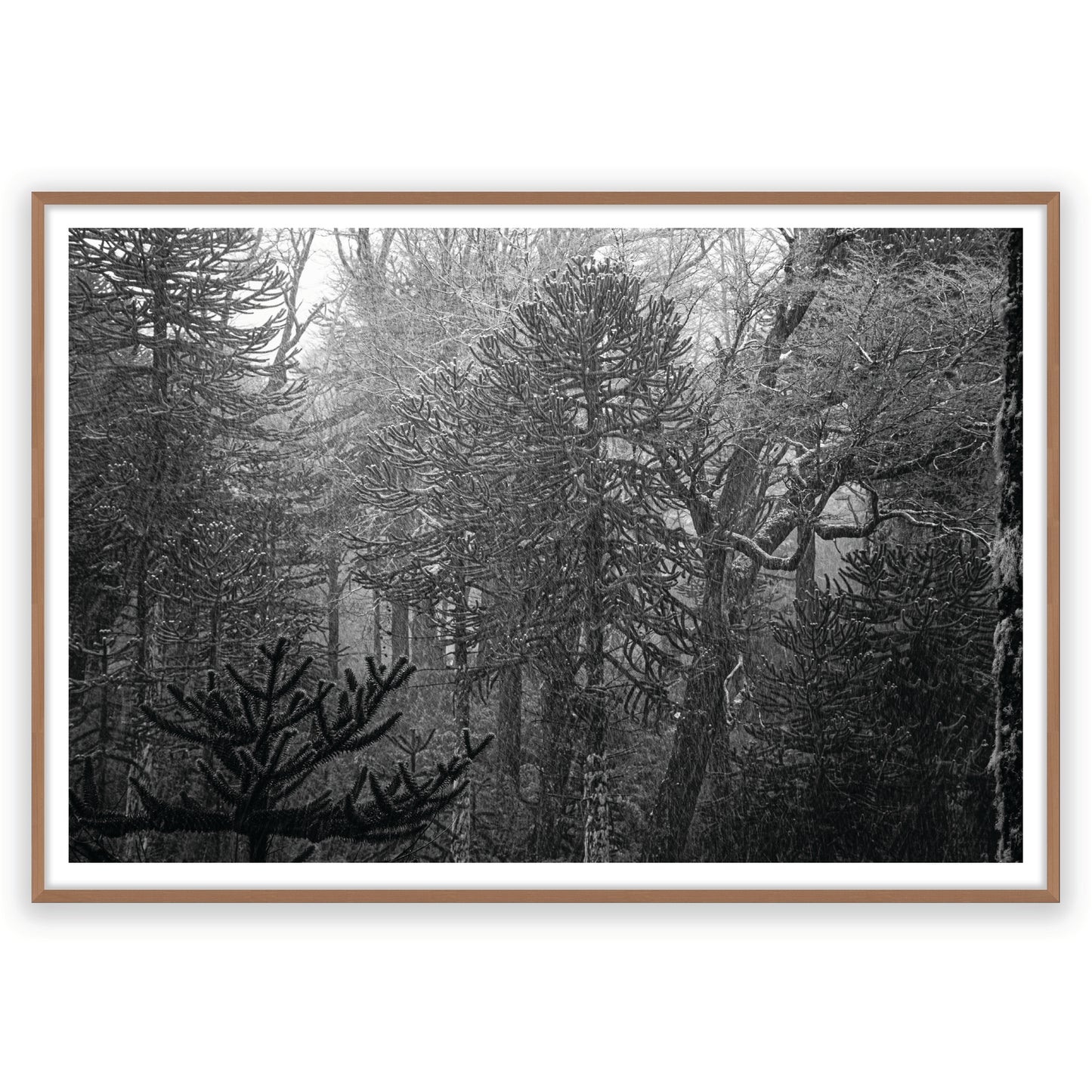 Bosque Araucano