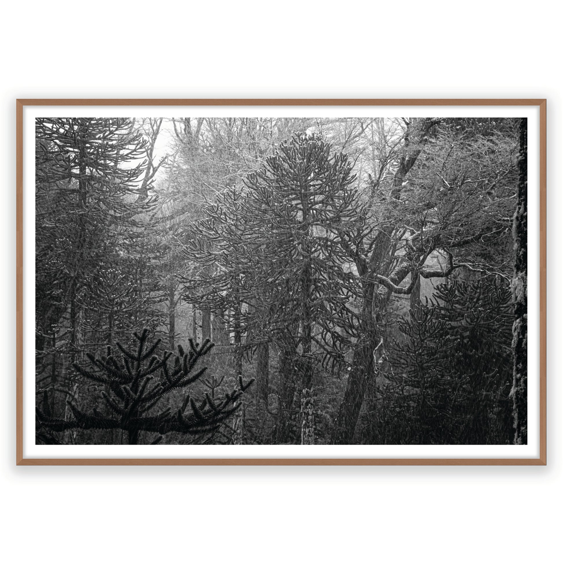 Bosque Araucano