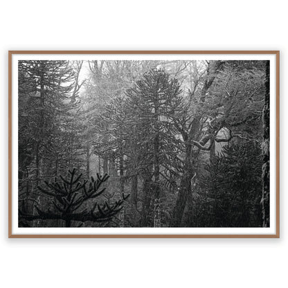 Bosque Araucano