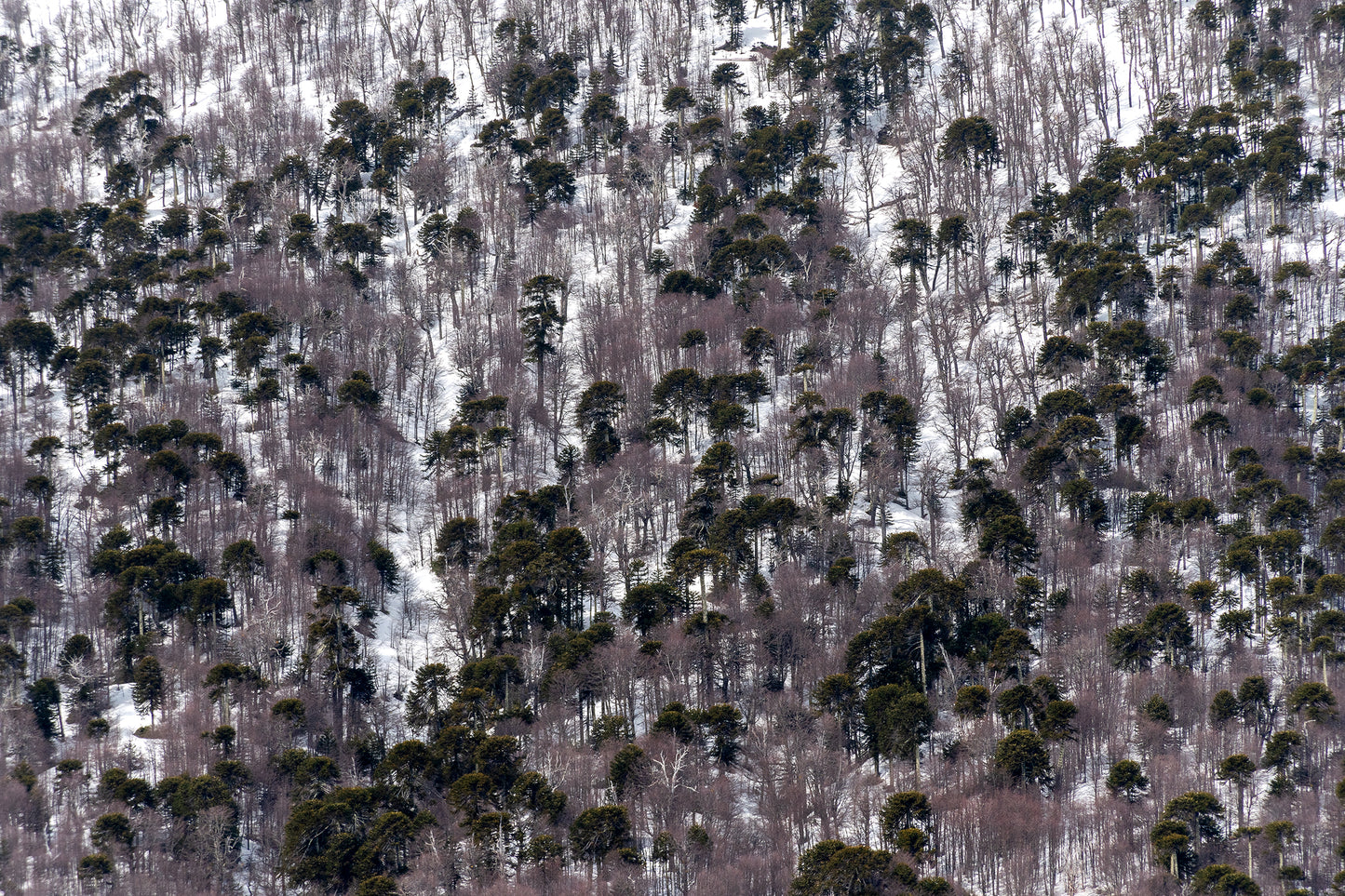 Bosque Araucano