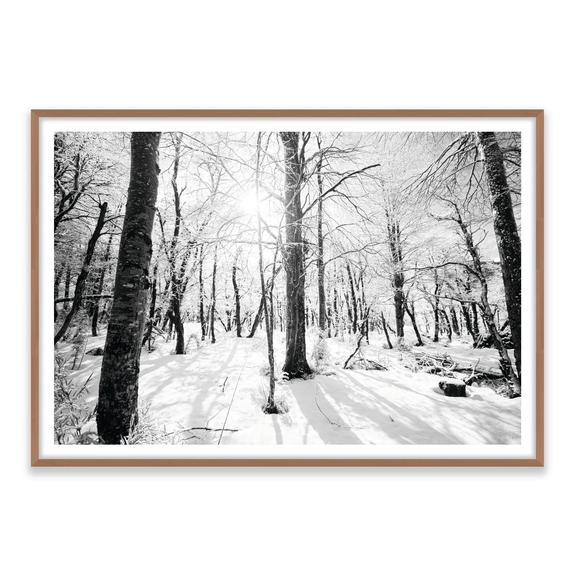 Bosque Joven
