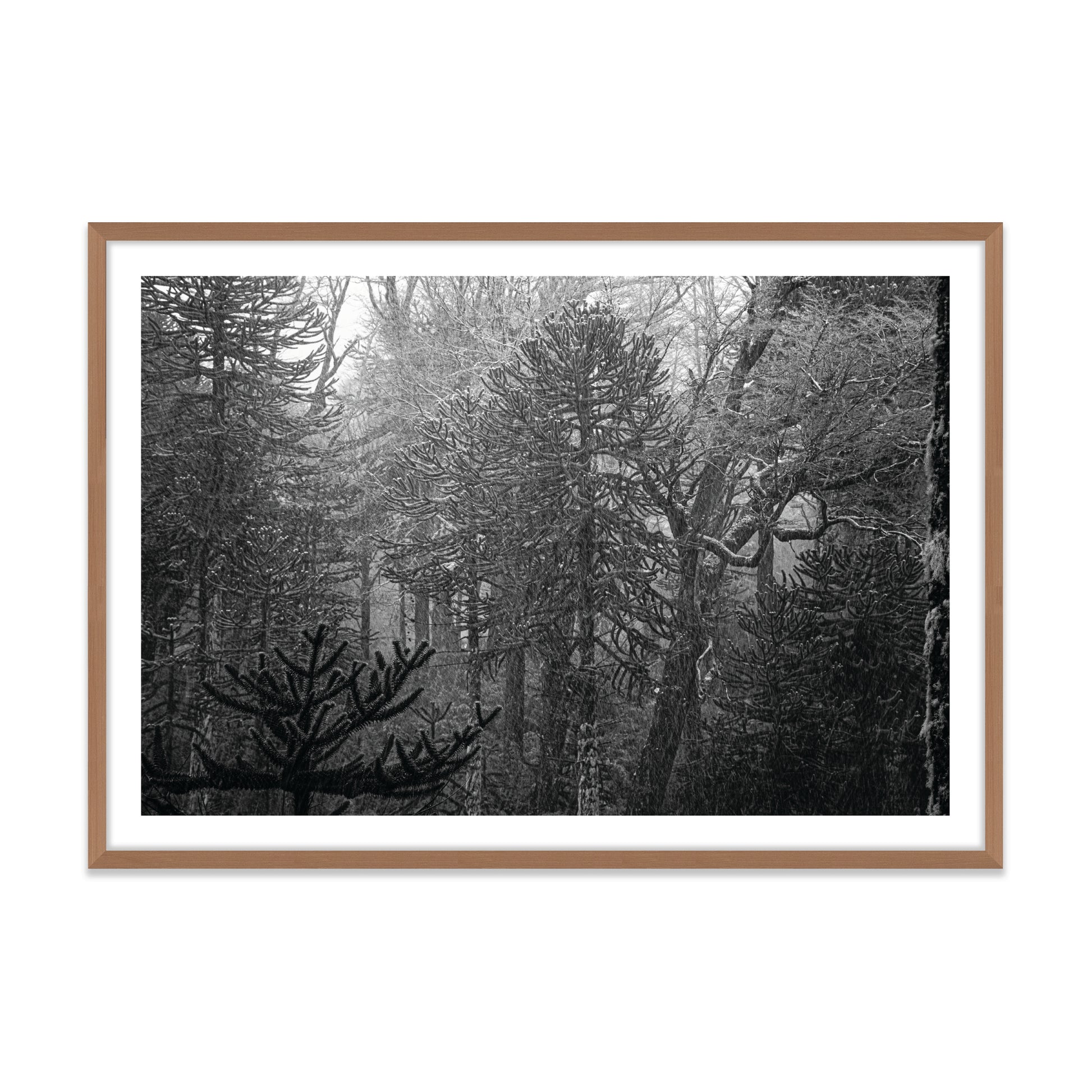 Bosque Araucano