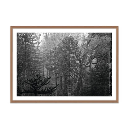 Bosque Araucano