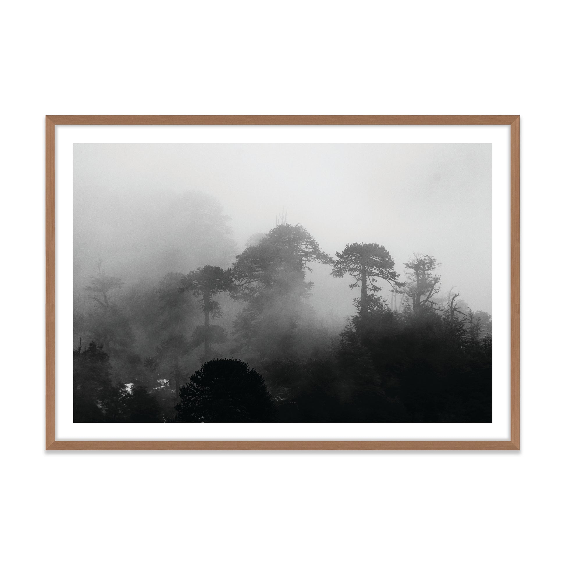 Araucarias Entre Niebla