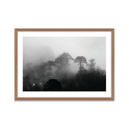Araucarias Entre Niebla