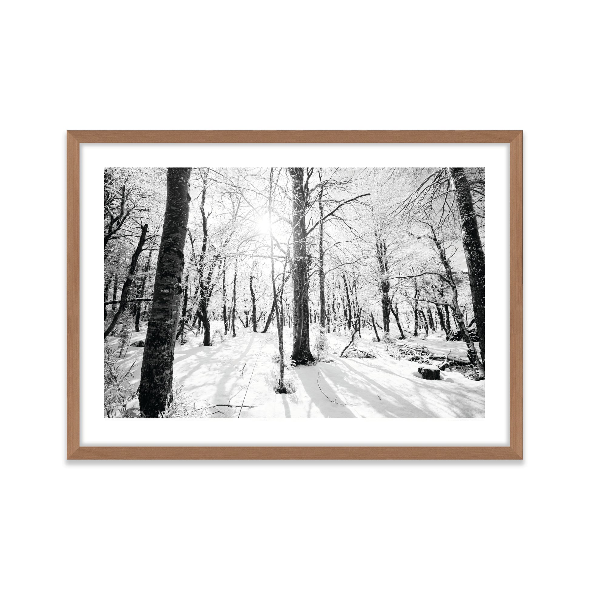 Bosque Joven