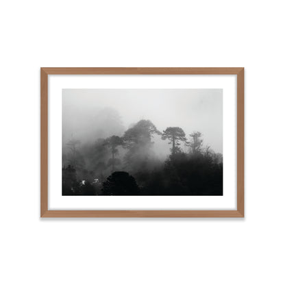 Araucarias Entre Niebla