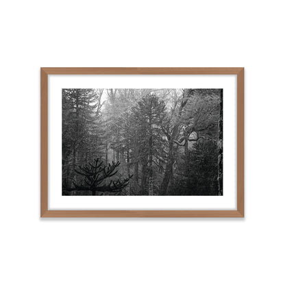 Bosque Araucano