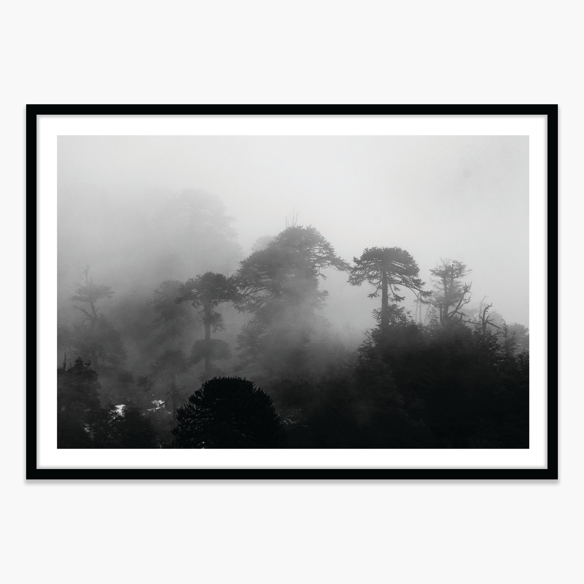 Araucarias Entre Niebla