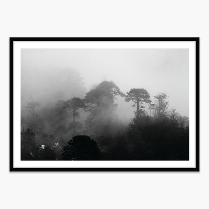 Araucarias Entre Niebla