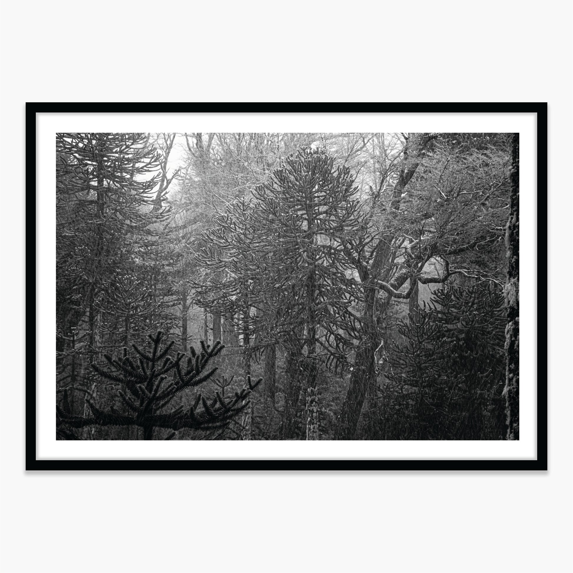 Bosque Araucano