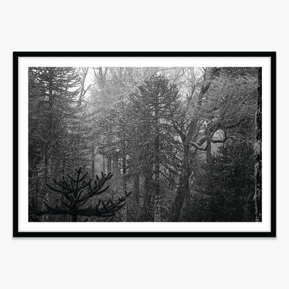 Bosque Araucano
