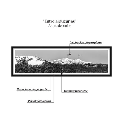 Entre araucarias