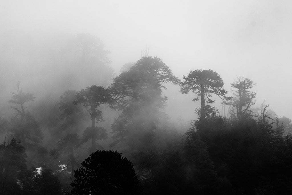 Araucarias entre Niebla