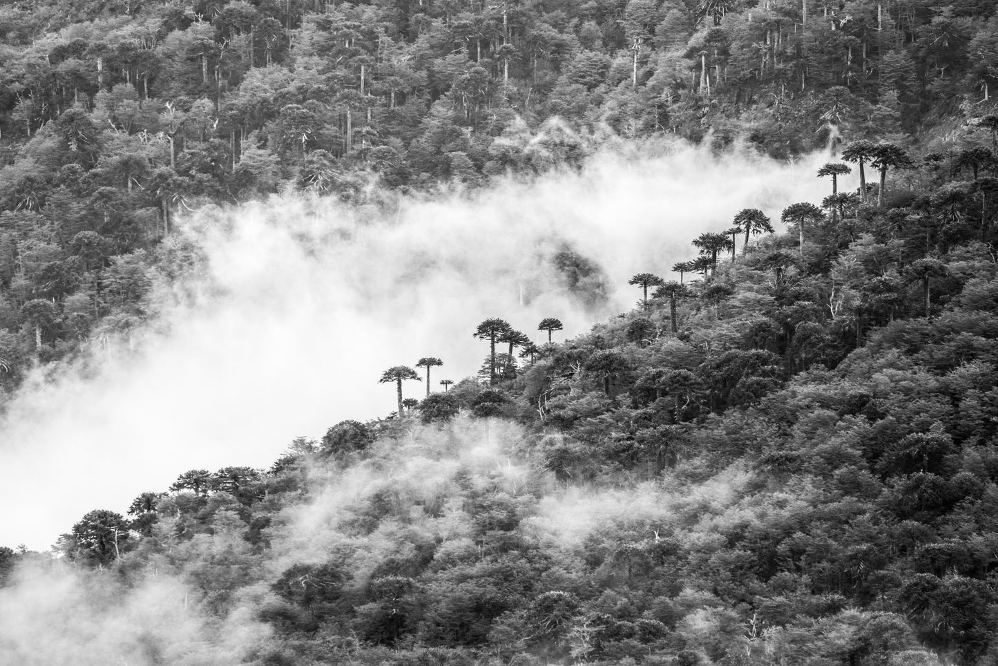 Araucarias entre Nubes