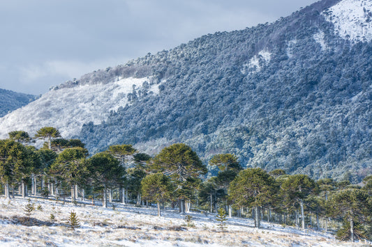 Color Invernal
