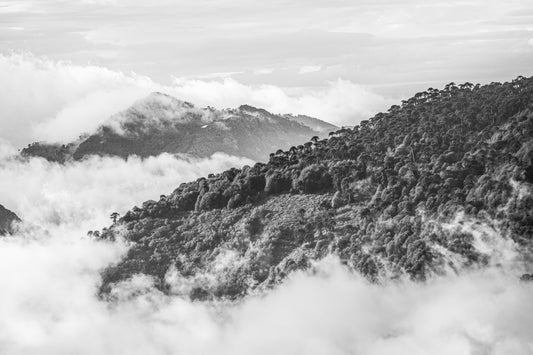 Cordillera de las Raices