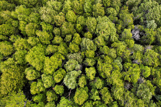 Bosque en Planta