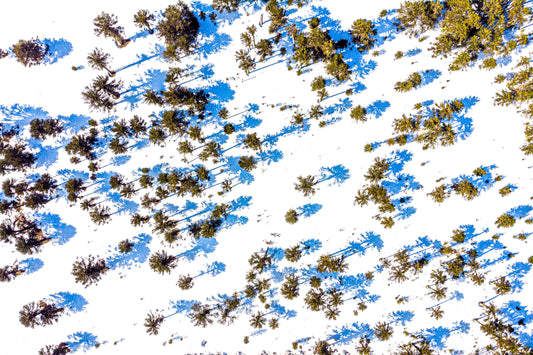 Araucarias desde el Aire