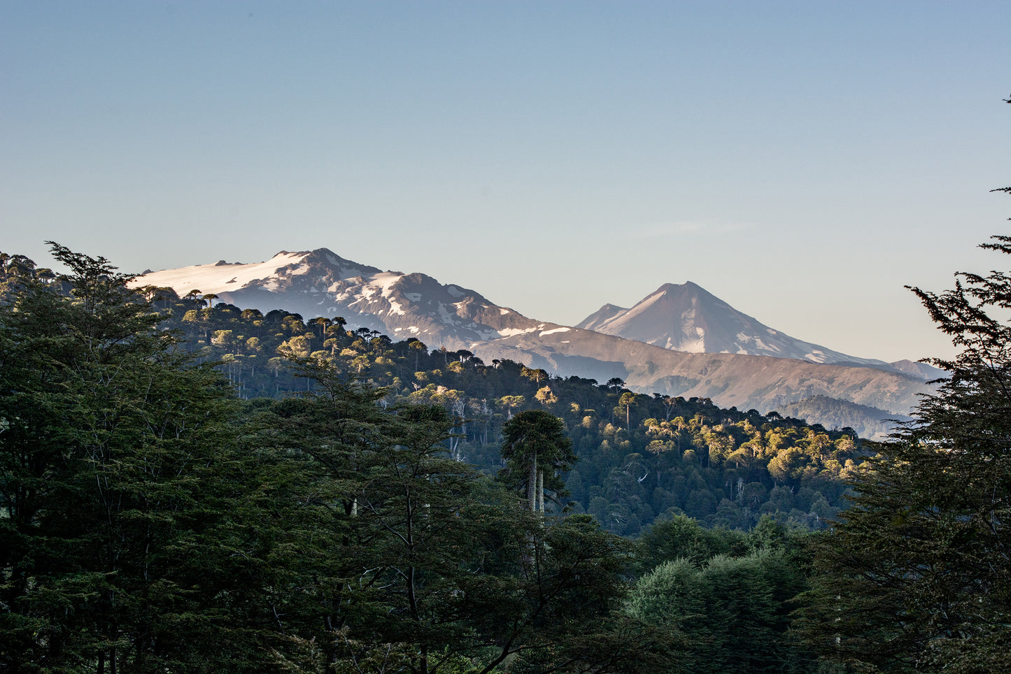 Llaima desde Las Raices