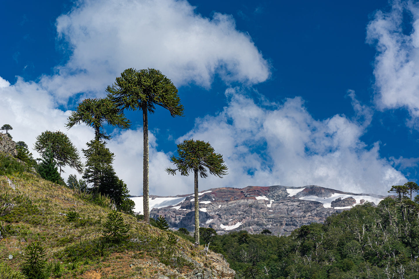 Tres Araucarias