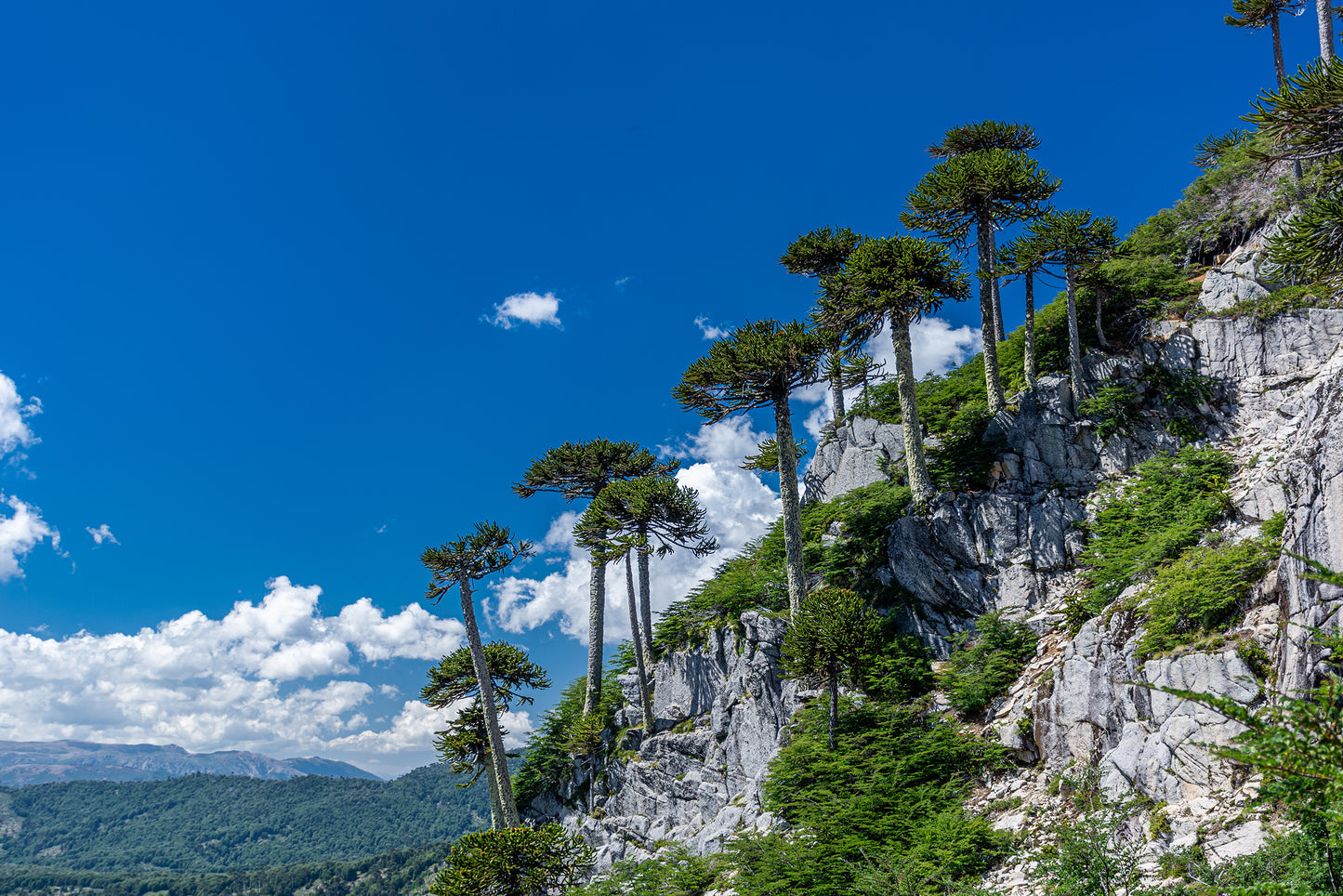 Araucarias sobre Rocas