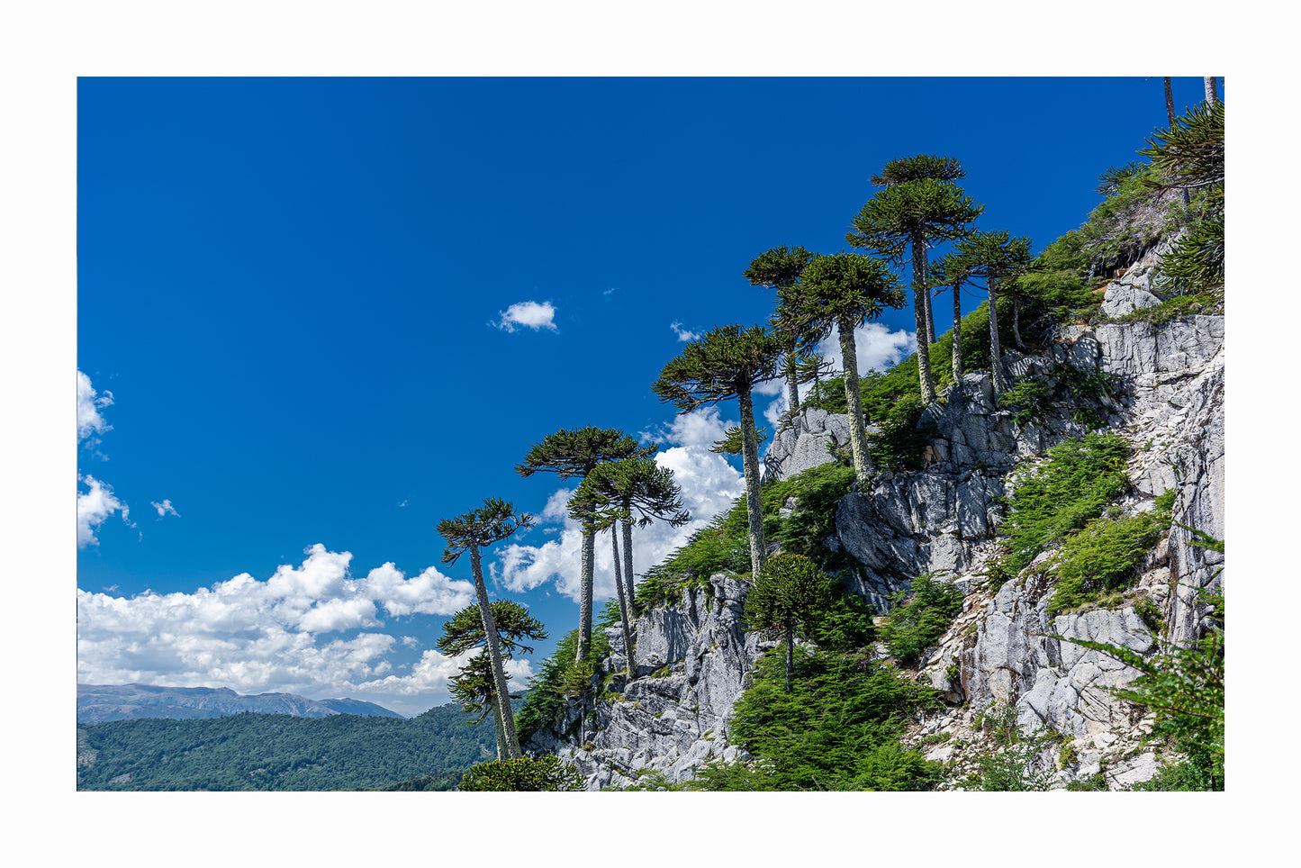 Araucarias sobre Rocas