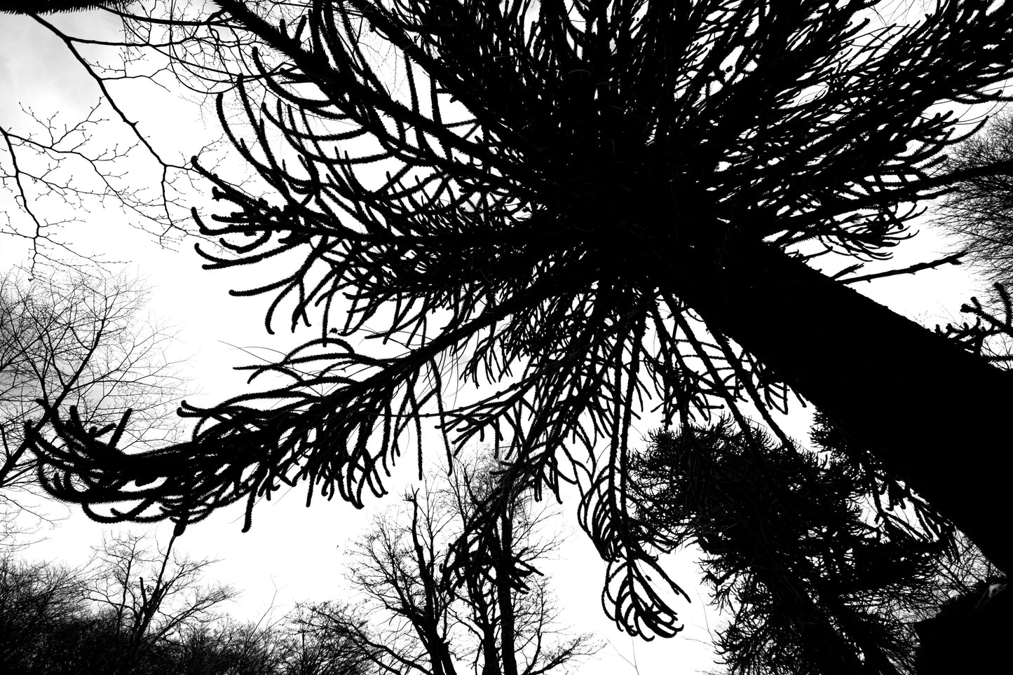 La Araucaria