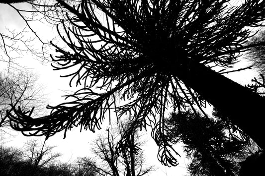 La Araucaria