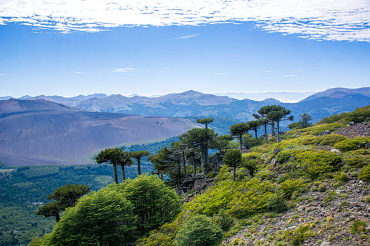 Araucarias y Las Raices