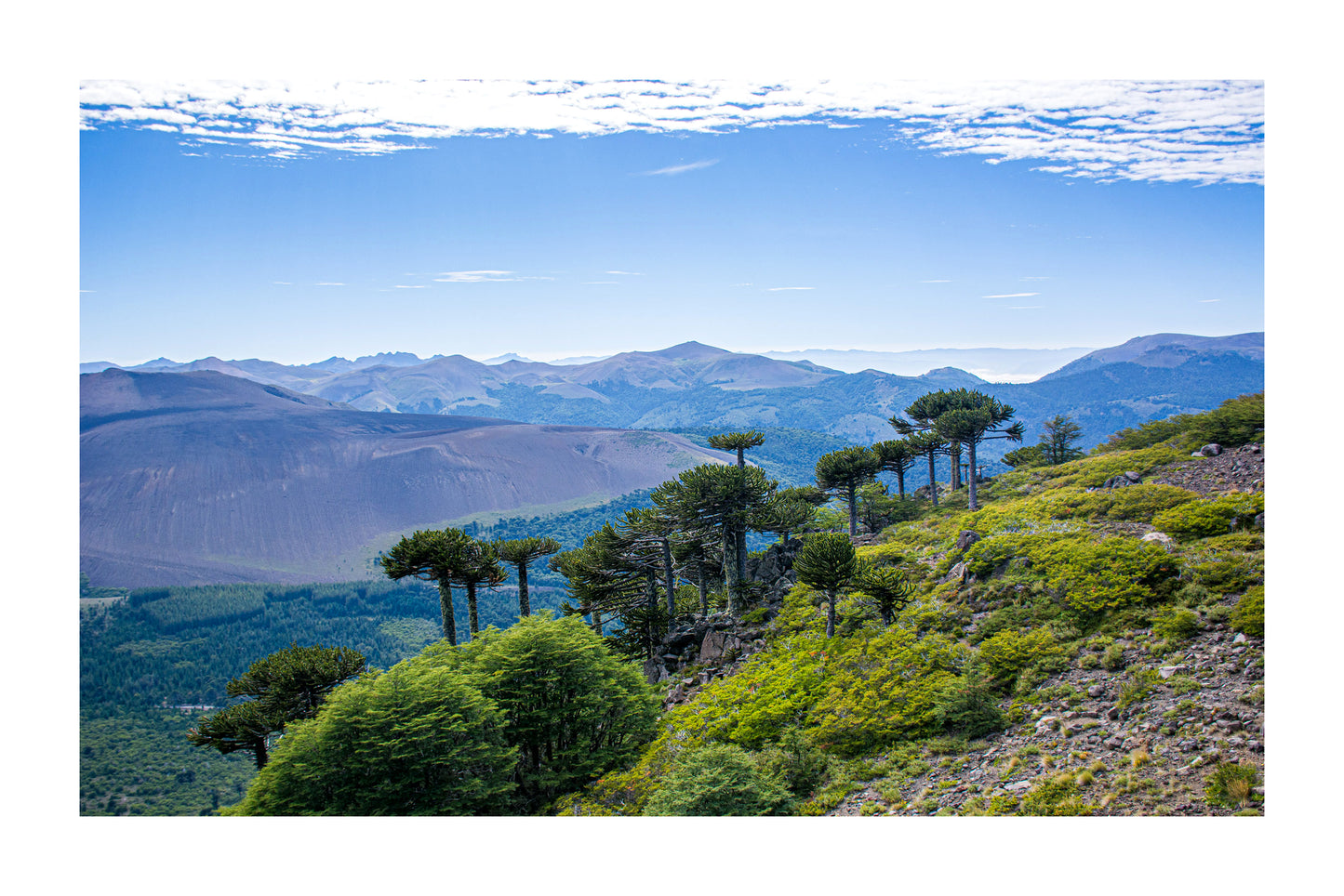 Araucarias y Las Raices