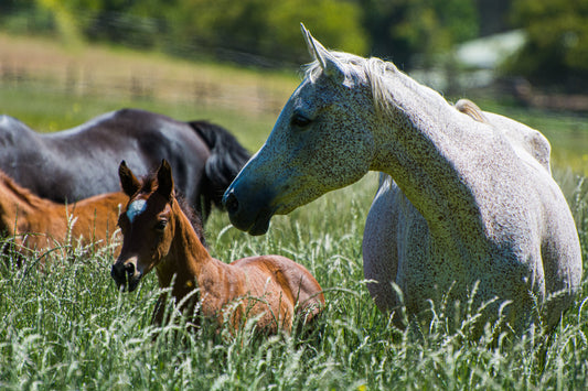 Madre e Hijo