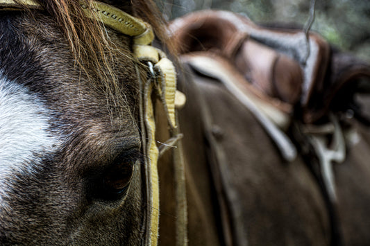 Caballo Chileno