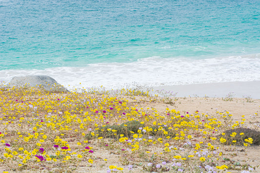 Playa Florida