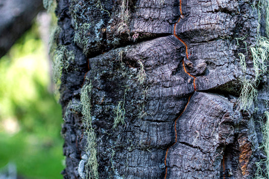 Tronco de Araucaria