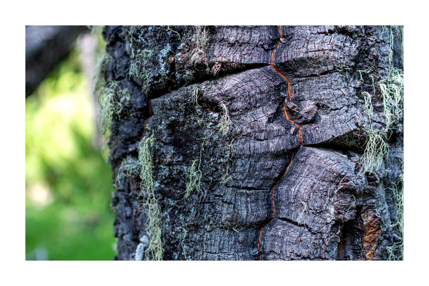 Tronco de Araucaria