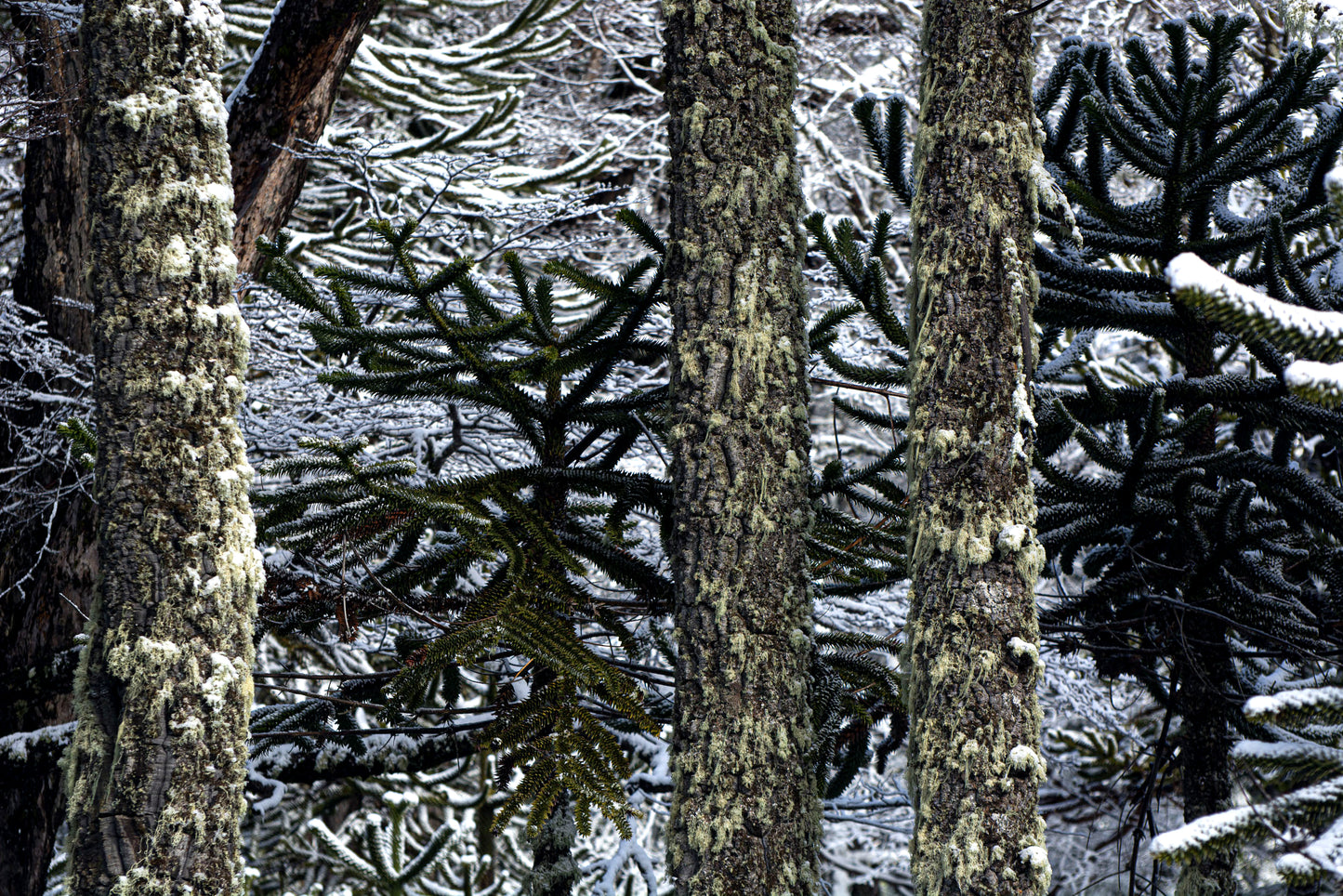 Araucarias en Invierno