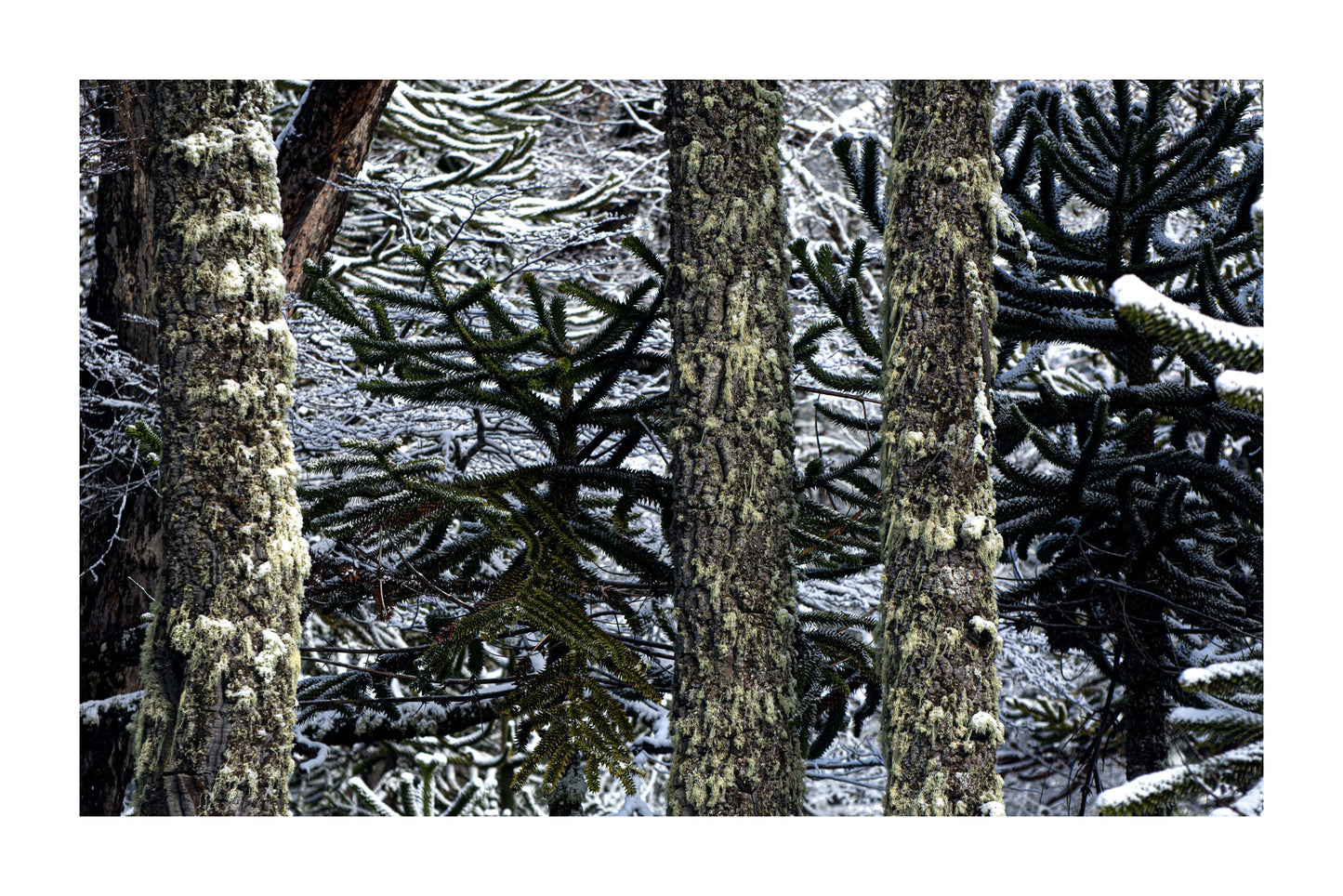 Araucarias en Invierno