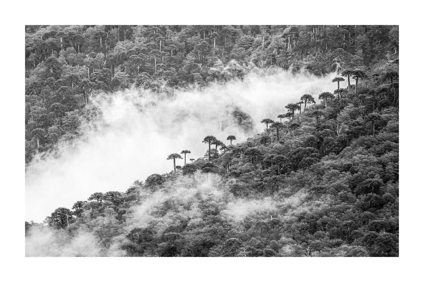 Araucarias entre Nubes