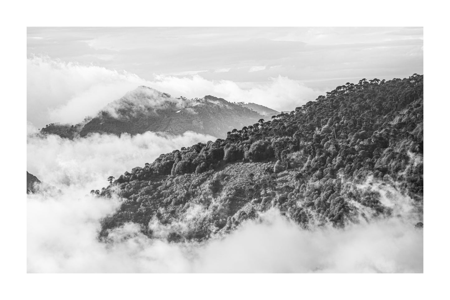 Cordillera de las Raices